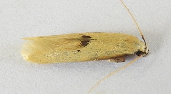 Opogona arizonensis, California species
