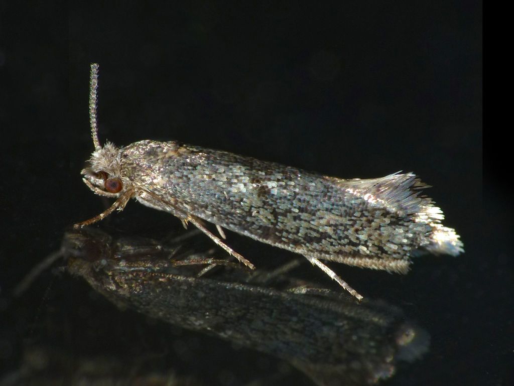 Opogona omoscopa, California species