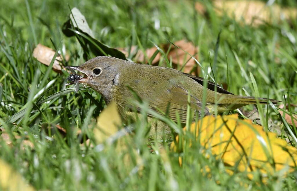 Oporornis agilis (Connecticut Warbler), California species