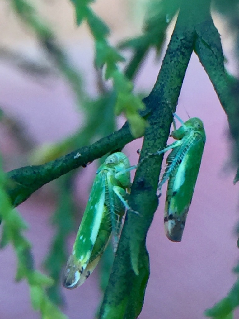 Opsius stactogalus (Tamarix Leafhopper), California species
