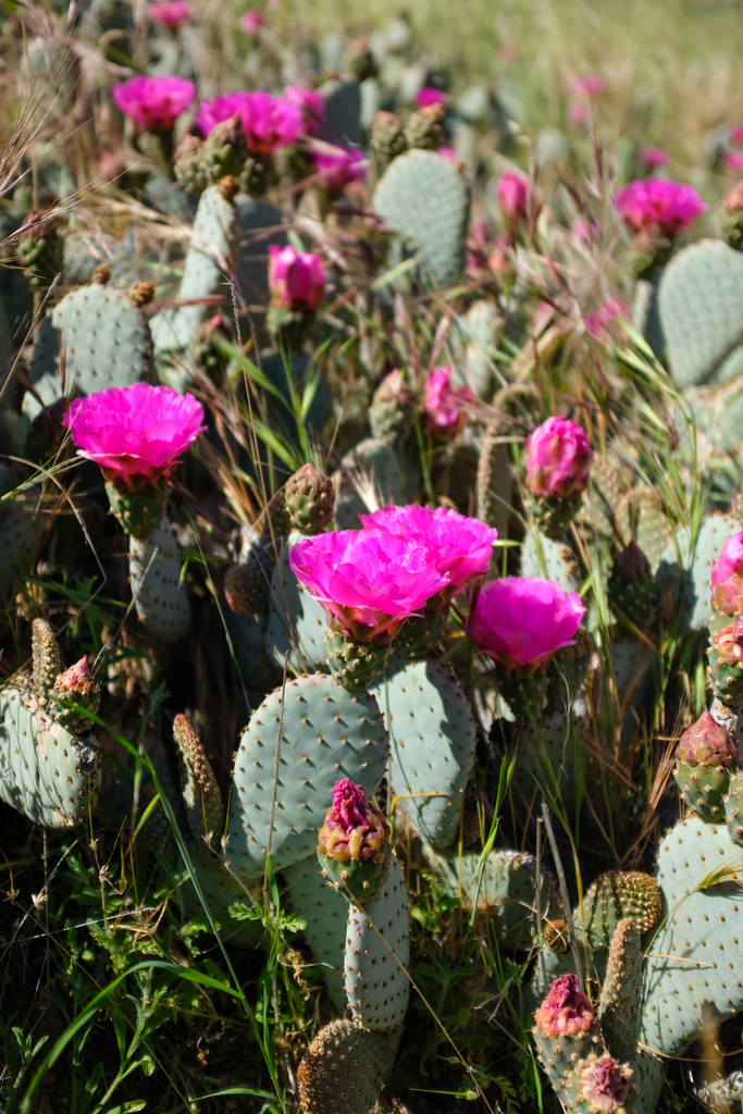 Opuntia basilaris — parent species of Opuntia basilaris var. basilaris