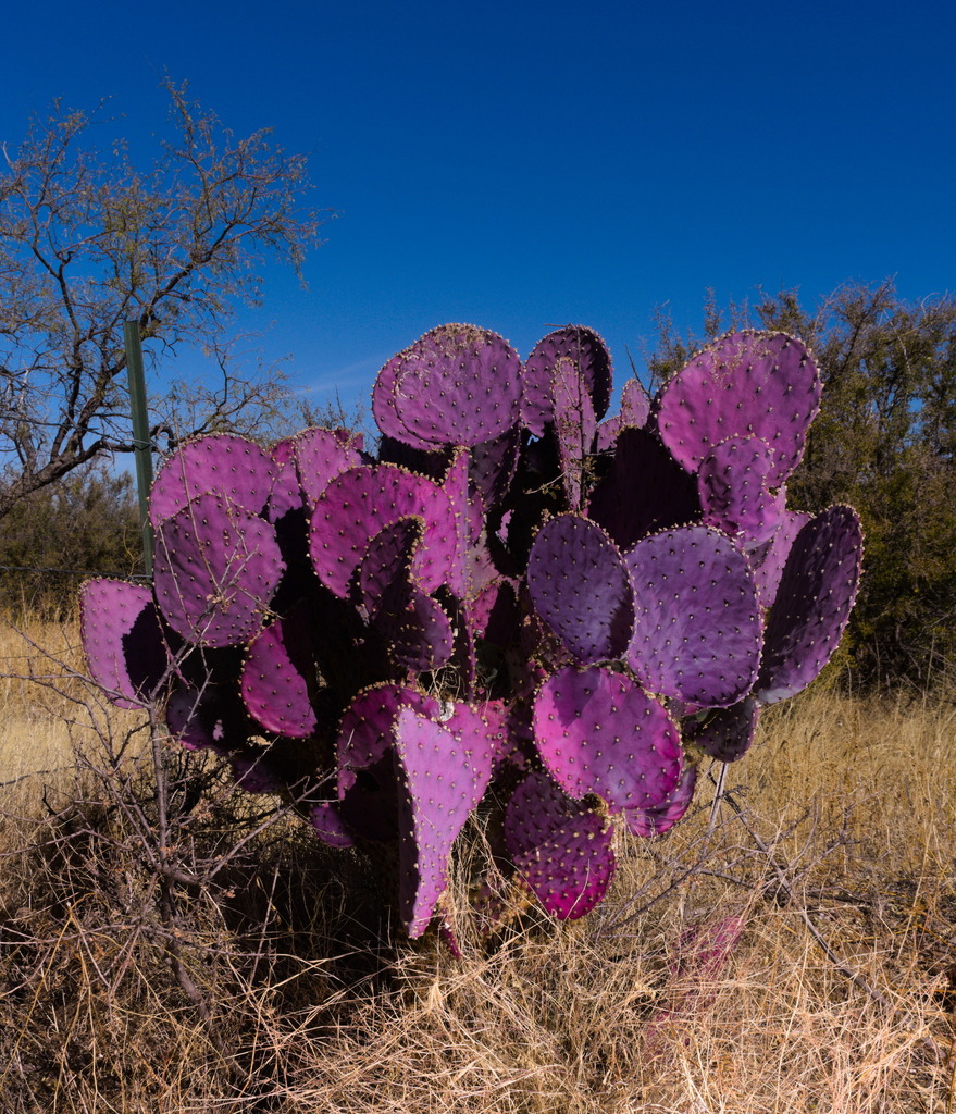 Opuntia ×charlestonensis, native California shrub