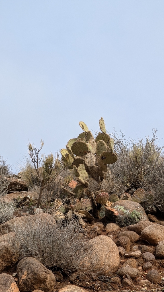Opuntia chlorotica (Pancake prickly-pear), native California shrub
