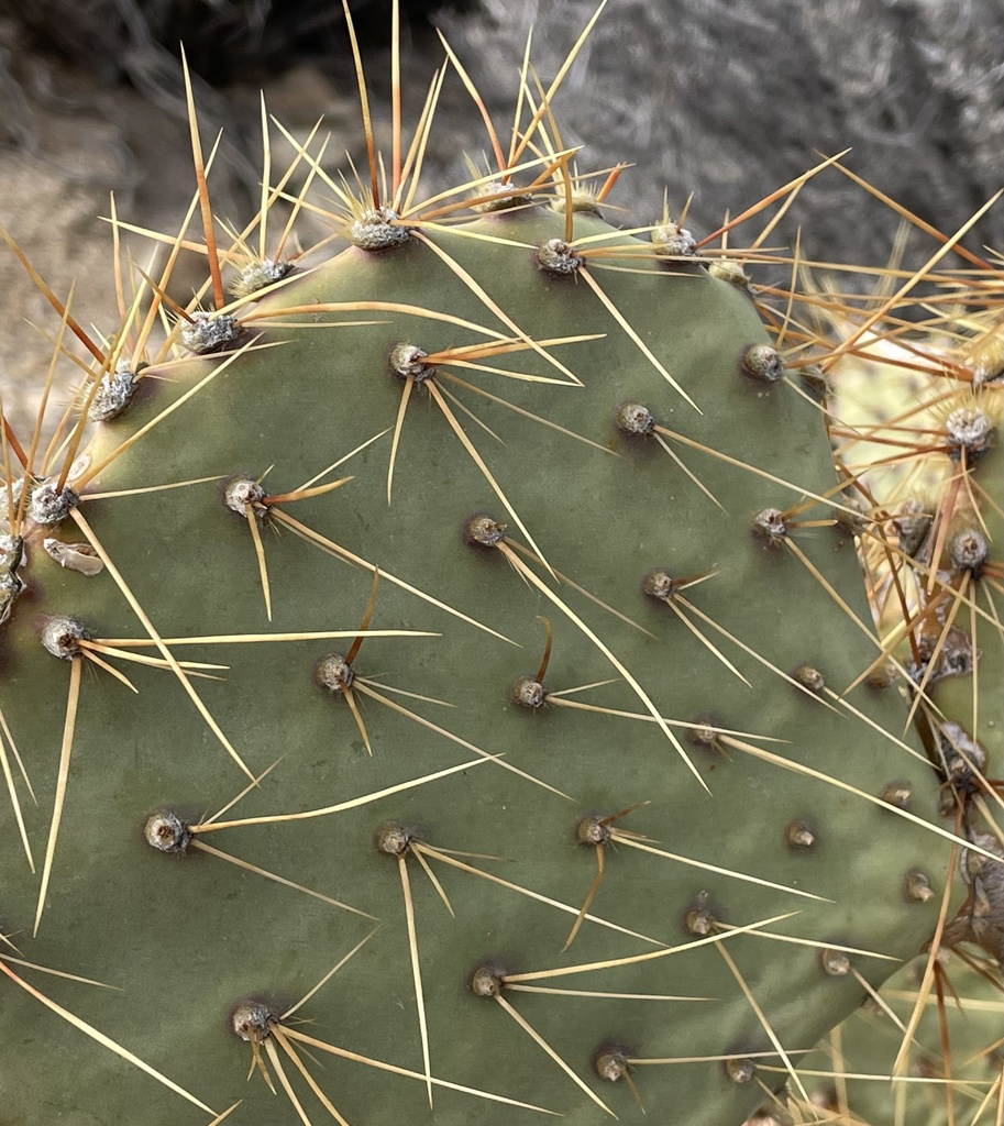 Opuntia curvispina, native California shrub