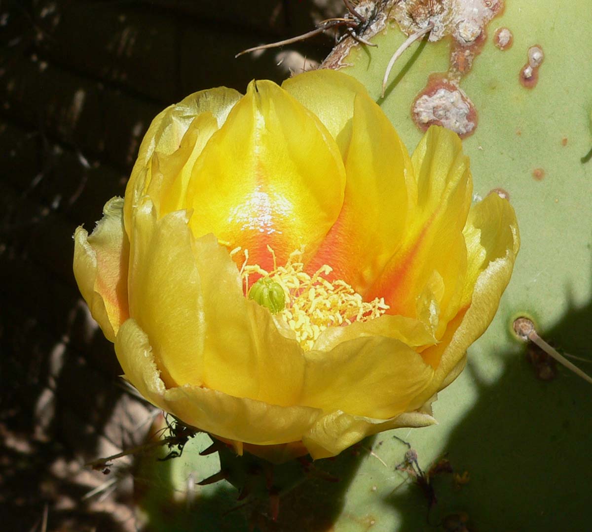 Opuntia engelmannii var. engelmannii (Engelmann prickly-pear), native California shrub