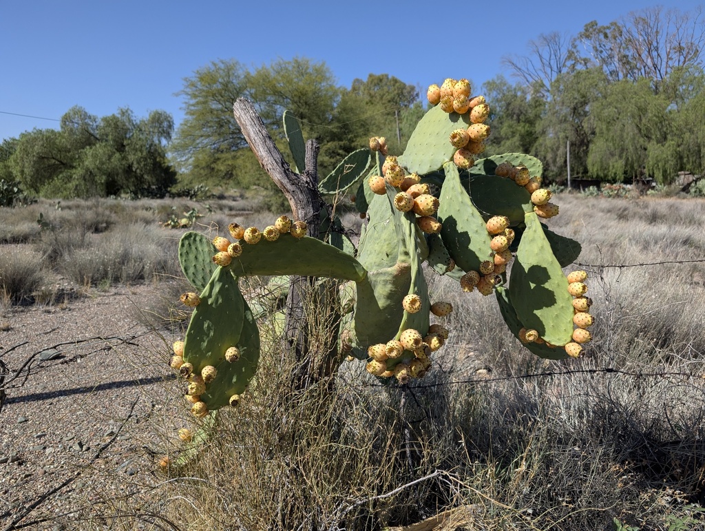 Opuntia ficus-indica (Mission prickly-pear), non-native California shrub / tree