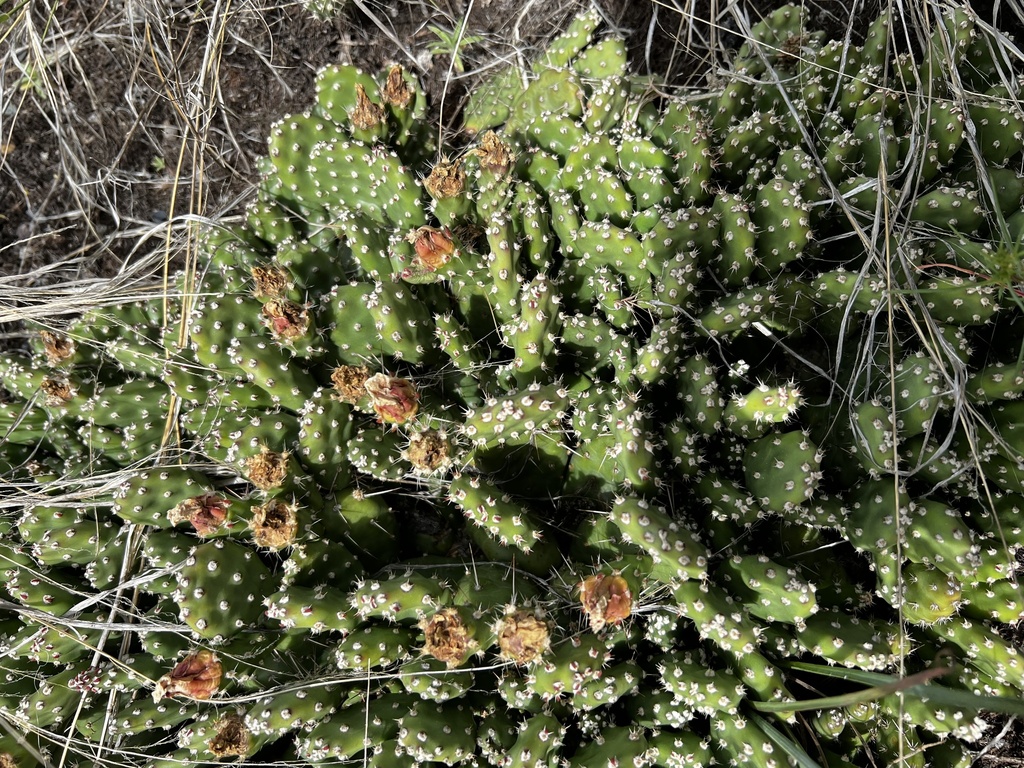 Opuntia fragilis (Brittle prickly-pear), native California shrub
