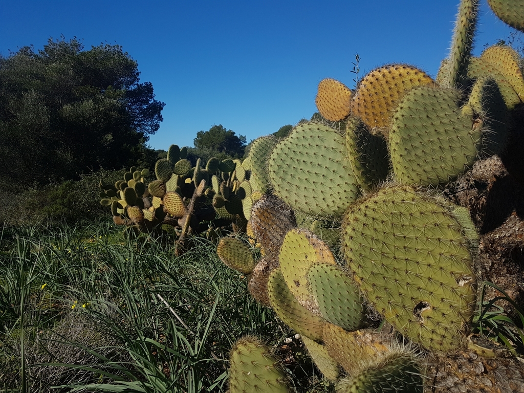 Opuntia leucotricha (Nopal duraznillo), non-native California shrub