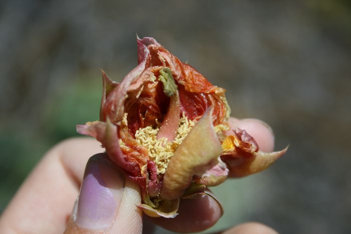 Opuntia littoralis (Coast prickly pear), native California shrub