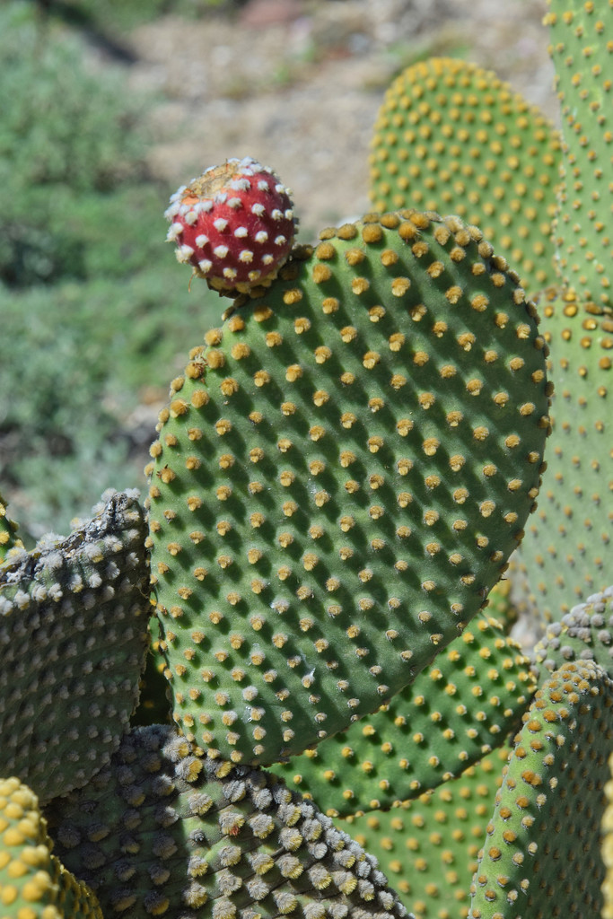 Opuntia microdasys (Bunny ears), non-native California shrub
