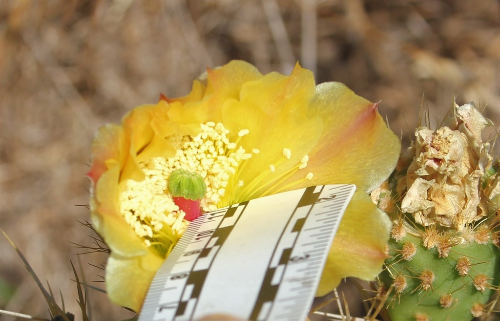 Opuntia oricola (Chaparral pricklypear), native California shrub