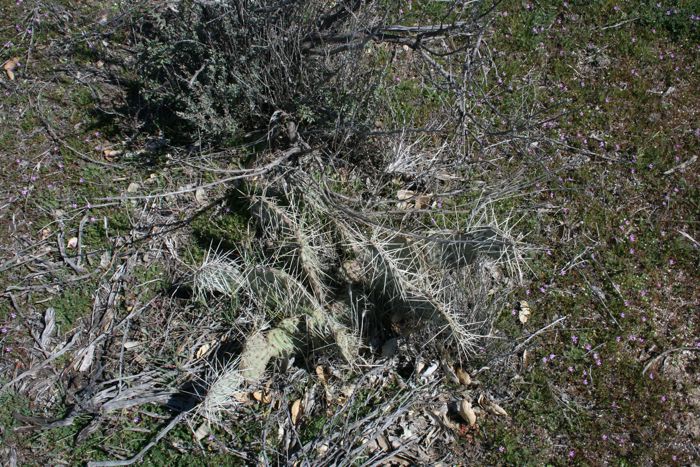 Opuntia phaeacantha (Brown-spined prickly-pear), native California shrub