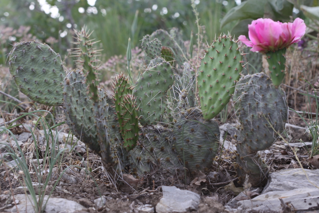 Opuntia polyacantha var. erinacea (Mojave prickly-pear), native California shrub