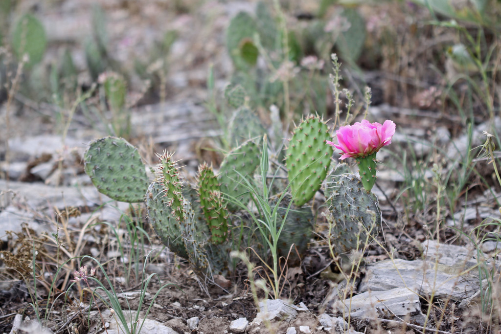 Opuntia polyacantha var. hystricina (Porcupine prickly-pear), native California shrub