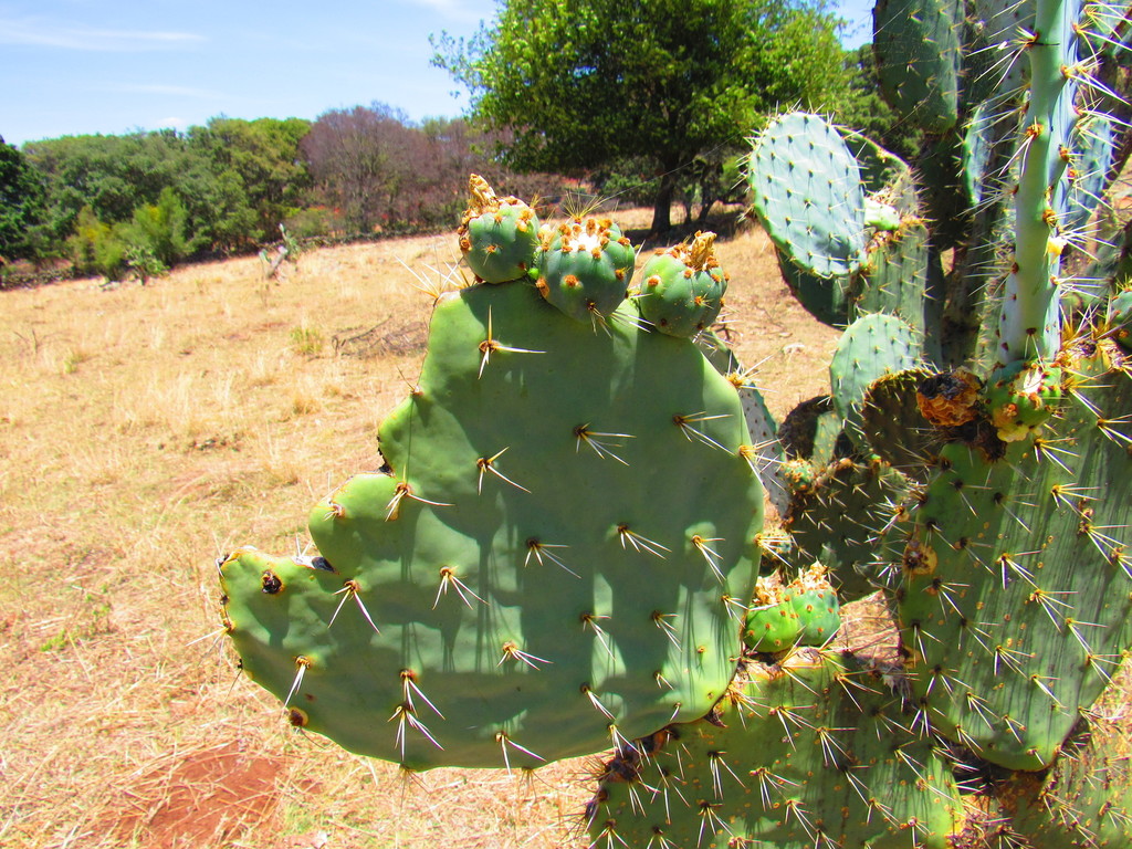 Opuntia robusta (Nopal tapon), non-native California shrub