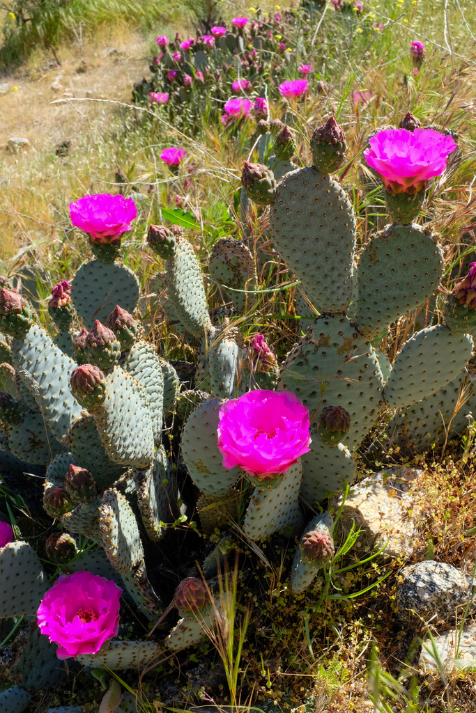Opuntia vaseyi, native California shrub
