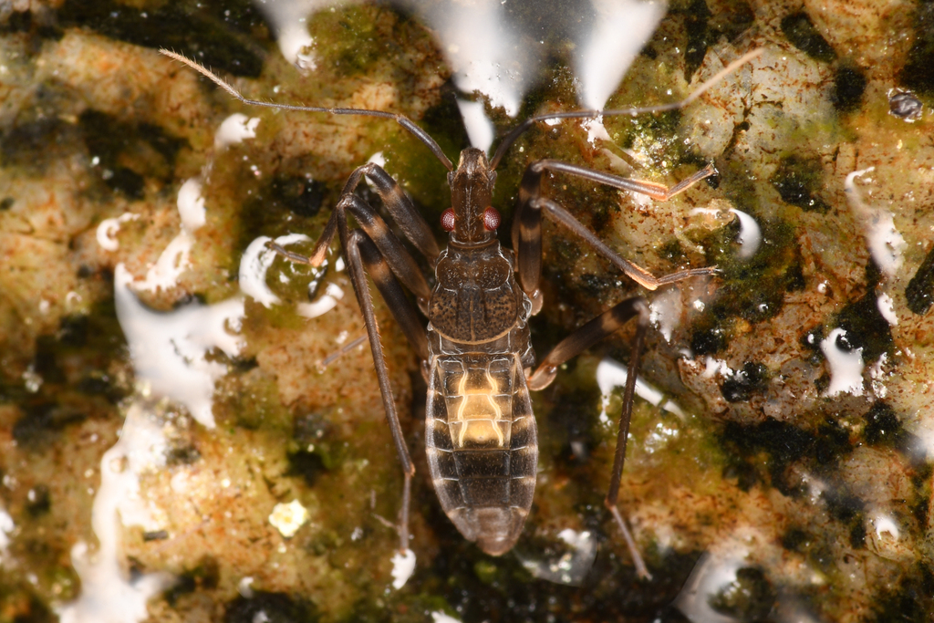 Oravelia pege (Dry Creek Cliff Strider Bug), California species