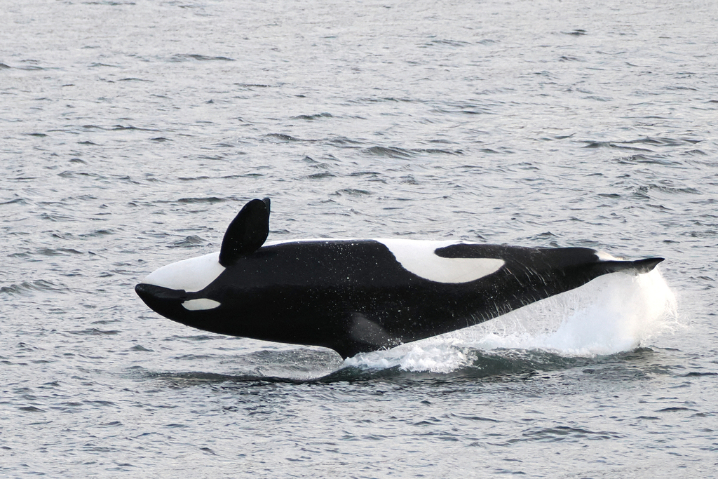 Orcinus orca (Killer whale [Southern Resident DPS]), California species