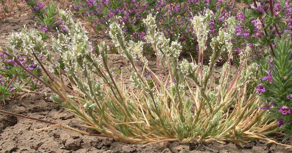 Orcuttia californica (California orcutt grass), native California grass