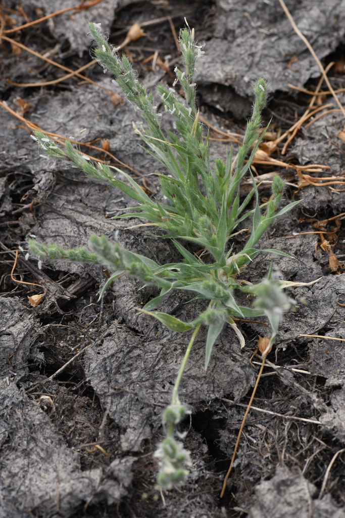 Orcuttia inaequalis (San joaquin valley orcutt grass), native California grass
