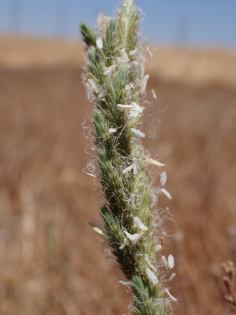 Orcuttia pilosa (Hairy orcutt grass), native California grass