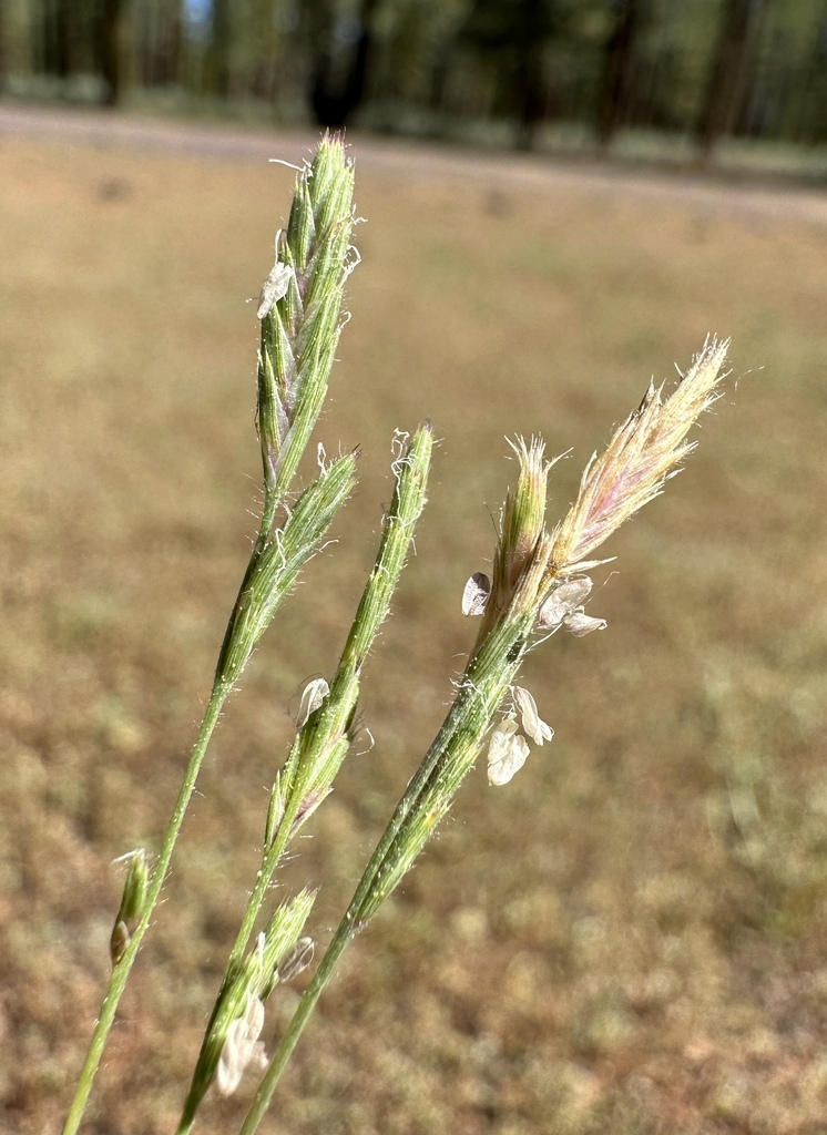 Orcuttia tenuis (Slender orcutt grass), native California grass