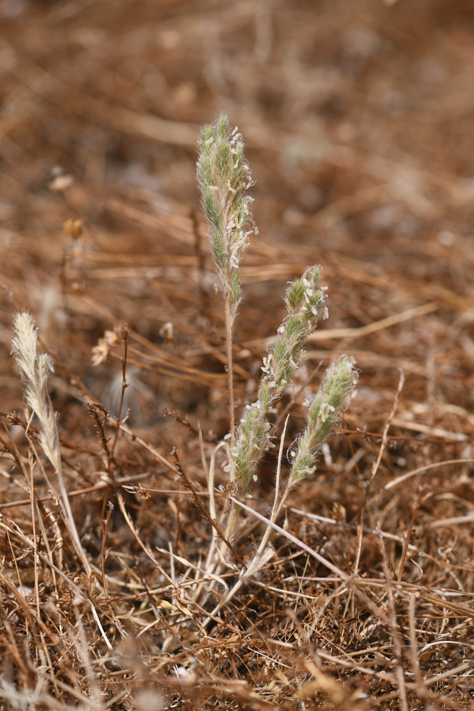 Orcuttia viscida (Sacramento orcutt grass), native California grass
