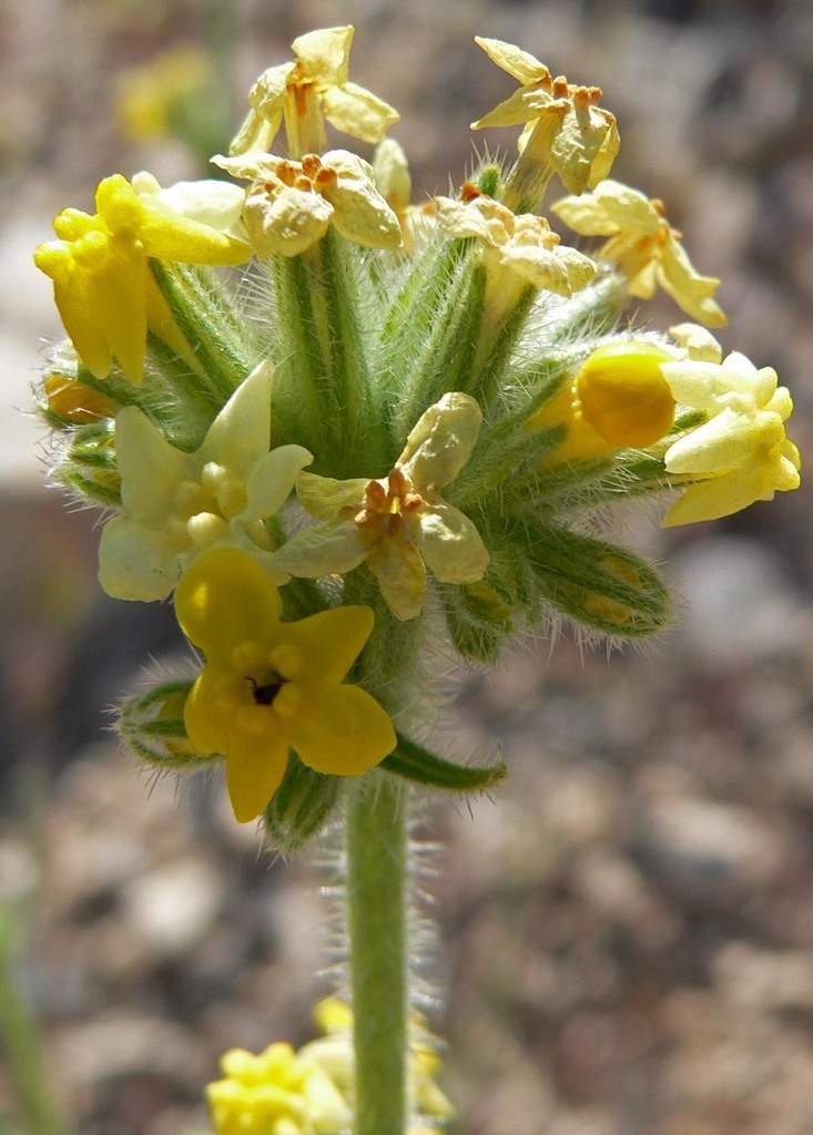 Oreocarya confertiflora (Yellow-flowered oreocarya), native California subshrub