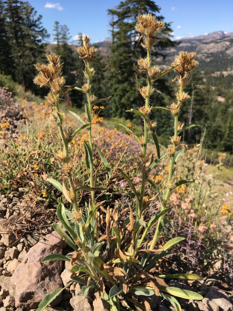 Oreocarya crymophila (Subalpine oreocarya), native California subshrub