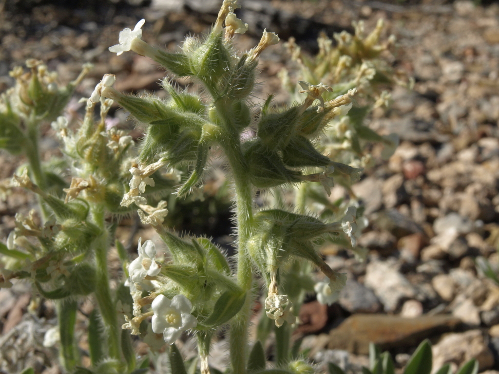 Oreocarya flavoculata (Yellow-eyed oreocarya), native California subshrub