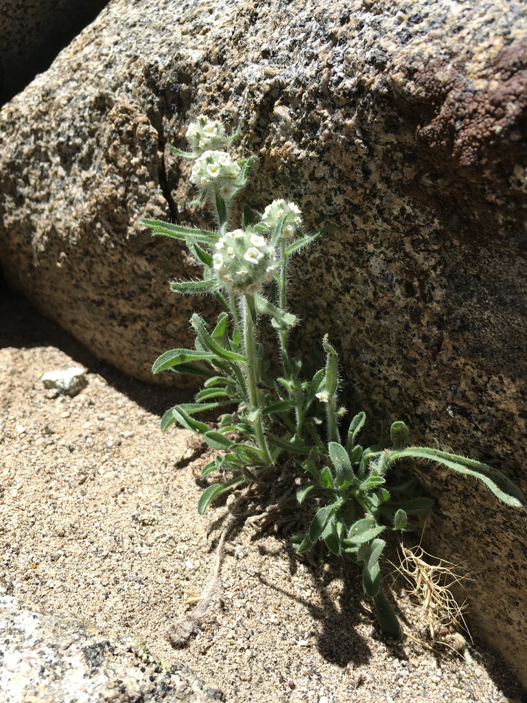 Oreocarya nubigena (Sierra oreocarya), native California subshrub