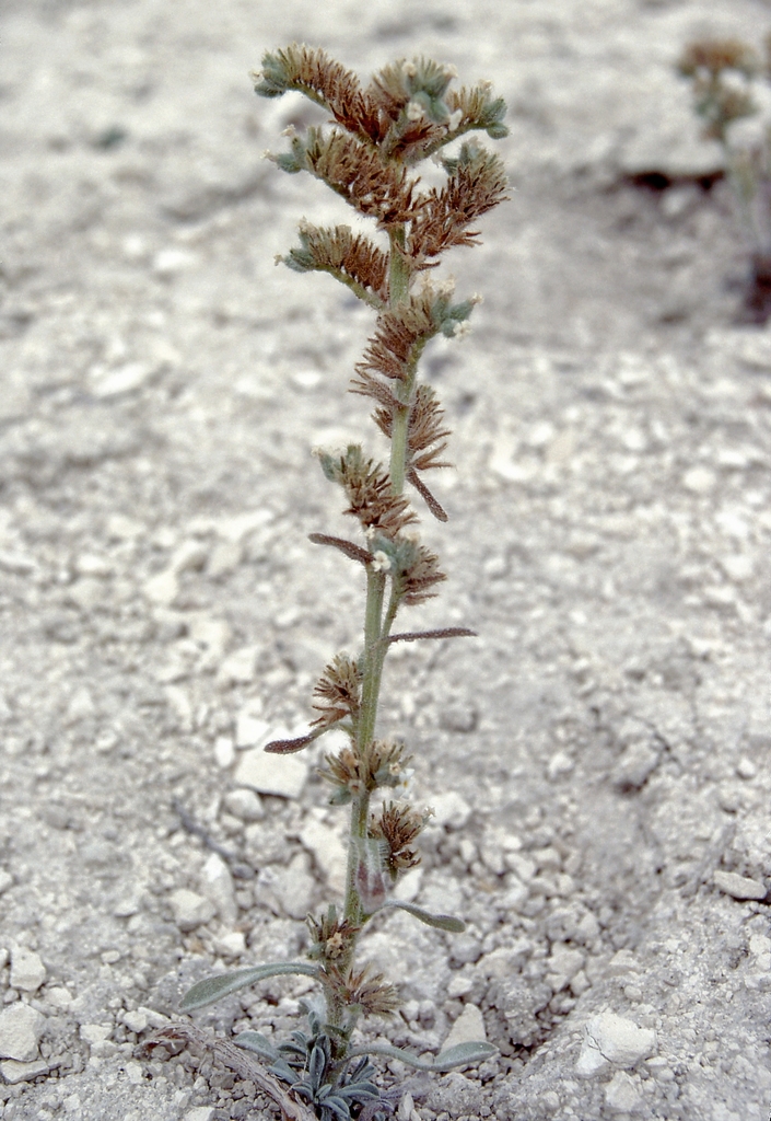 Oreocarya schoolcraftii (Schoolcraft's oreocarya), native California perennial