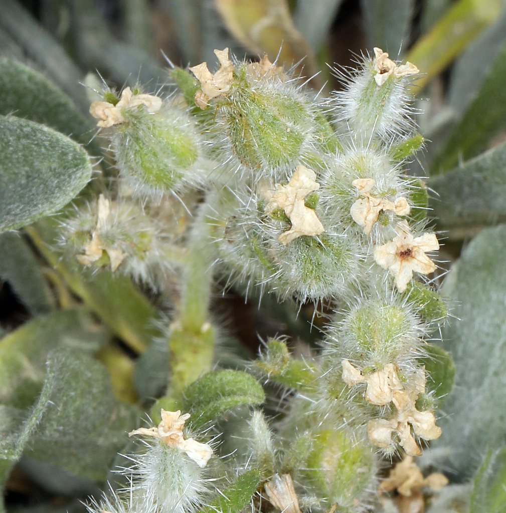 Oreocarya tumulosa (New york mountains oreocarya), native California subshrub