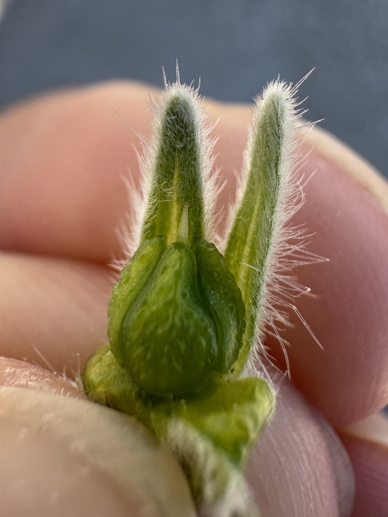 Oreocarya virginensis (Virgin river oreocarya), native California herb