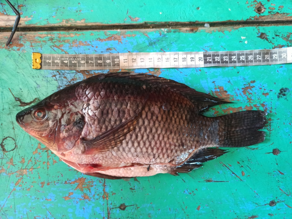 Oreochromis aureus (Blue tilapia), California species