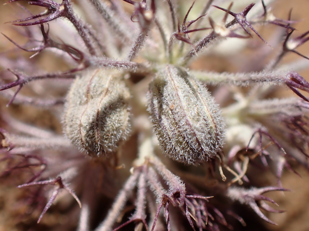 Oreonana purpurascens (Purple mountain-parsley), native California herb