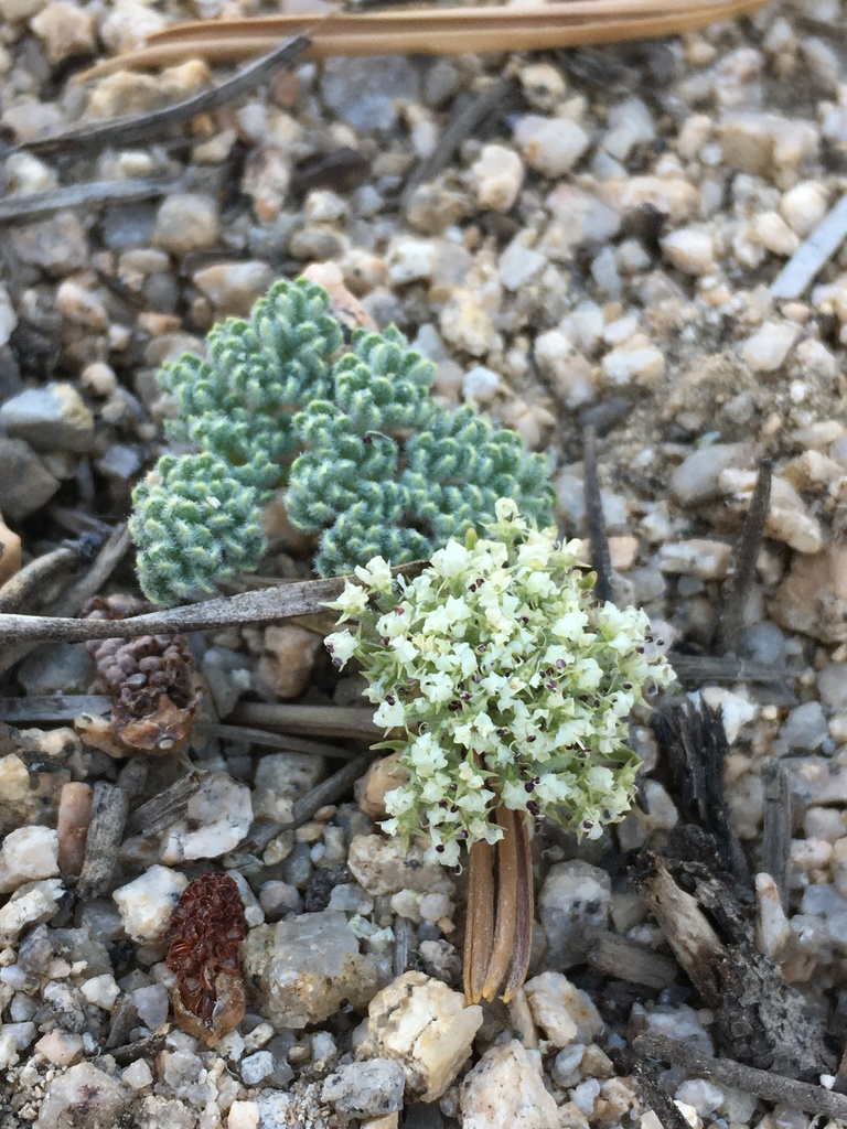 Oreonana sp., native California perennial