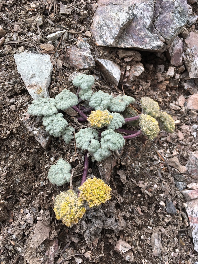 Oreonana vestita (Woolly mountain-parsley), native California herb