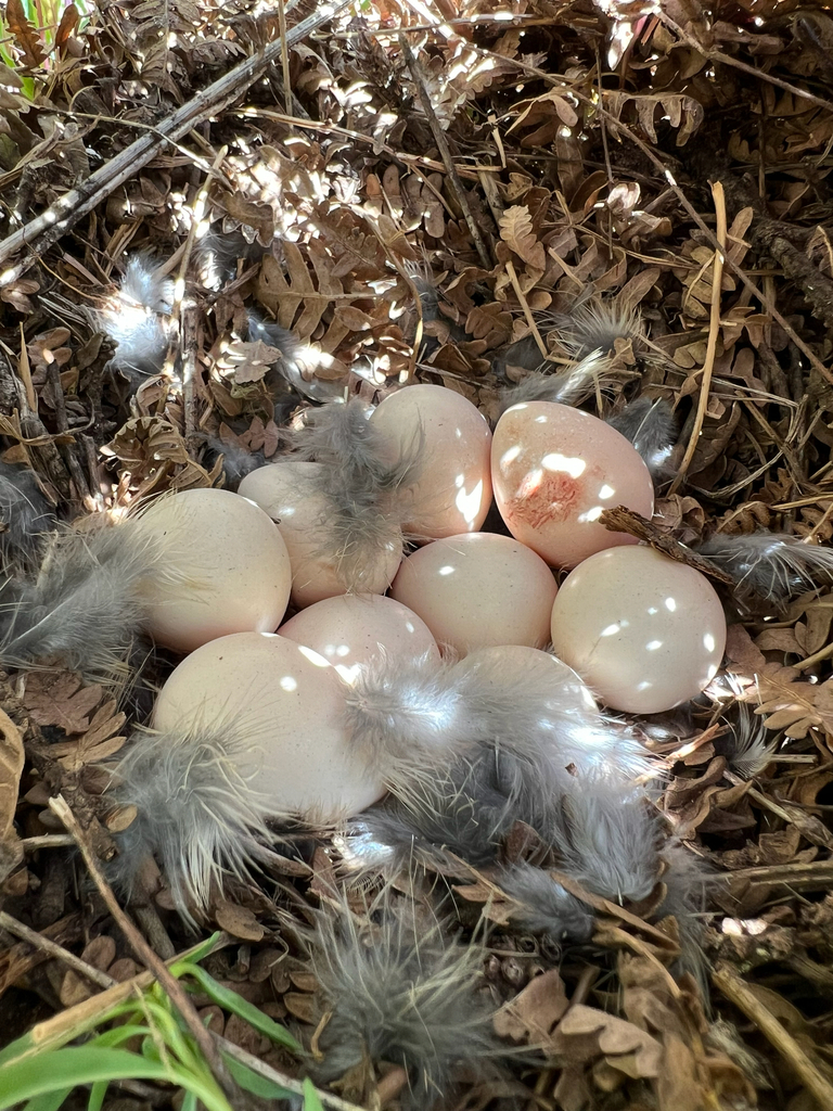 Oreortyx pictus (Mountain Quail), California species