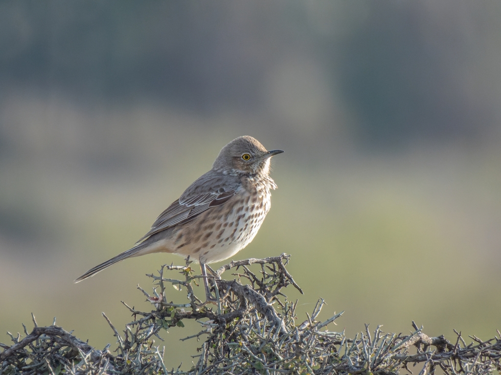 Oreoscoptes montanus (Sage Thrasher), California species