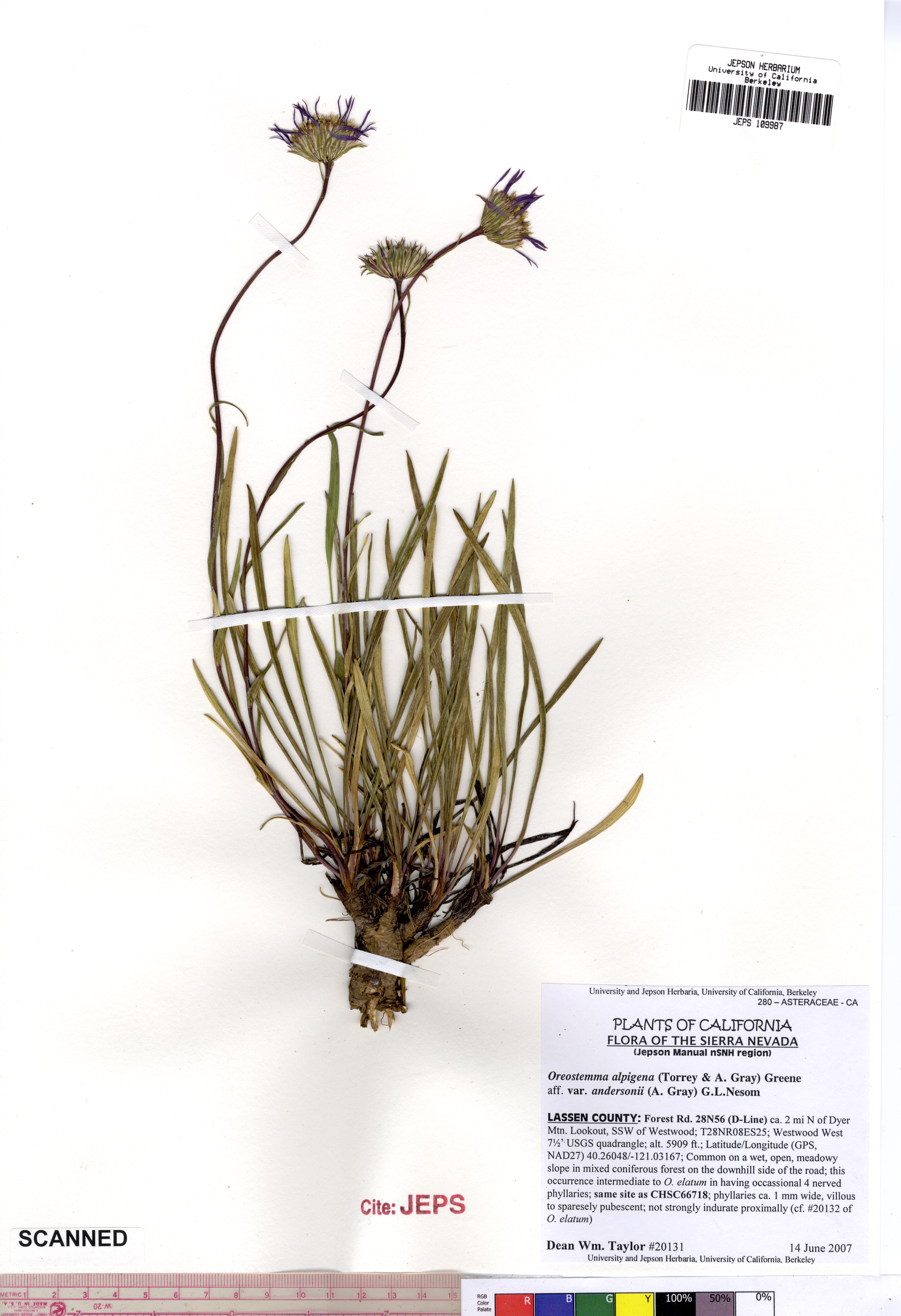 Oreostemma alpigenum var. andersonii (Tundra aster), native California herb