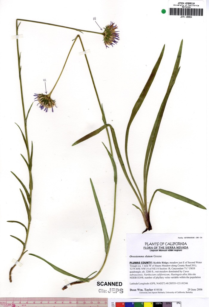 Oreostemma elatum (Tall alpine-aster), native California herb