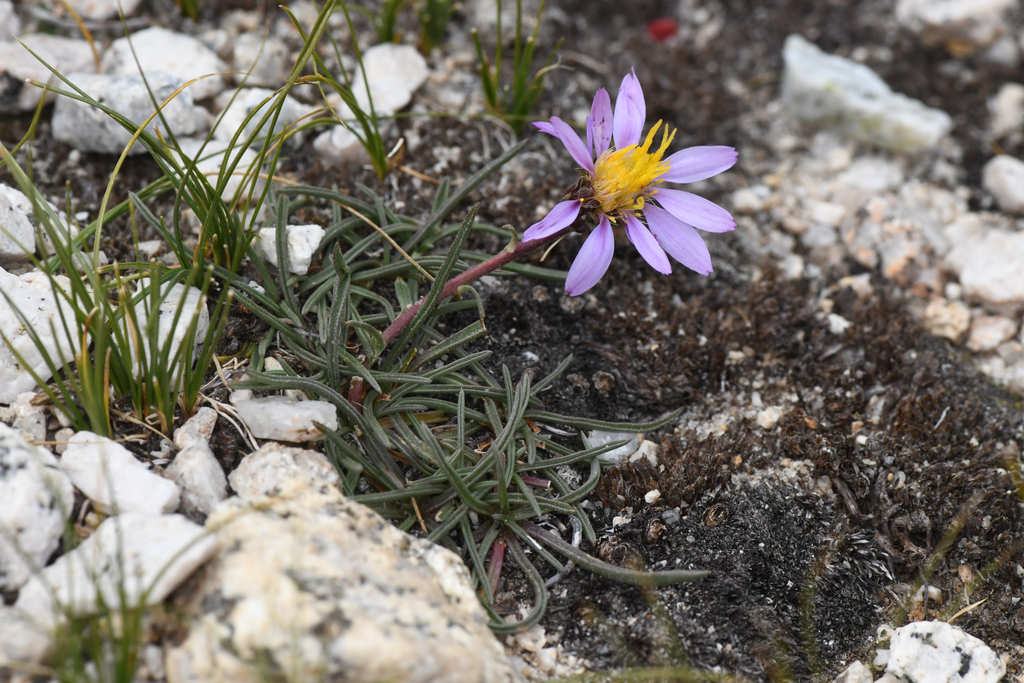 Oreostemma peirsonii (Peirson's aster), native California herb