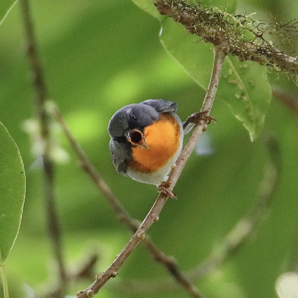 Oreothlypis peregrina (Tennessee Warbler), California species