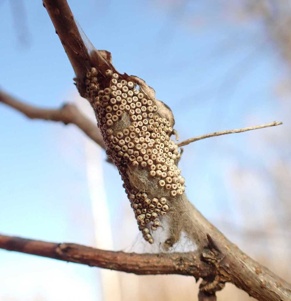 Orgyia antiqua (Rusty Tussock Moth), California species