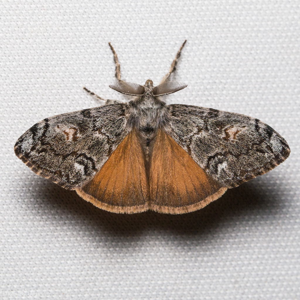 Orgyia pseudotsugata (Douglas-fir tussock moth), California species