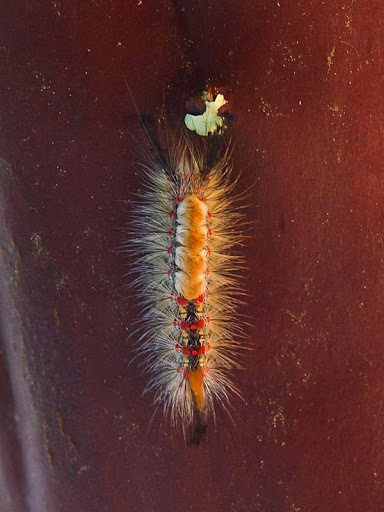 Orgyia vetusta (Western Tussock Moth), California species