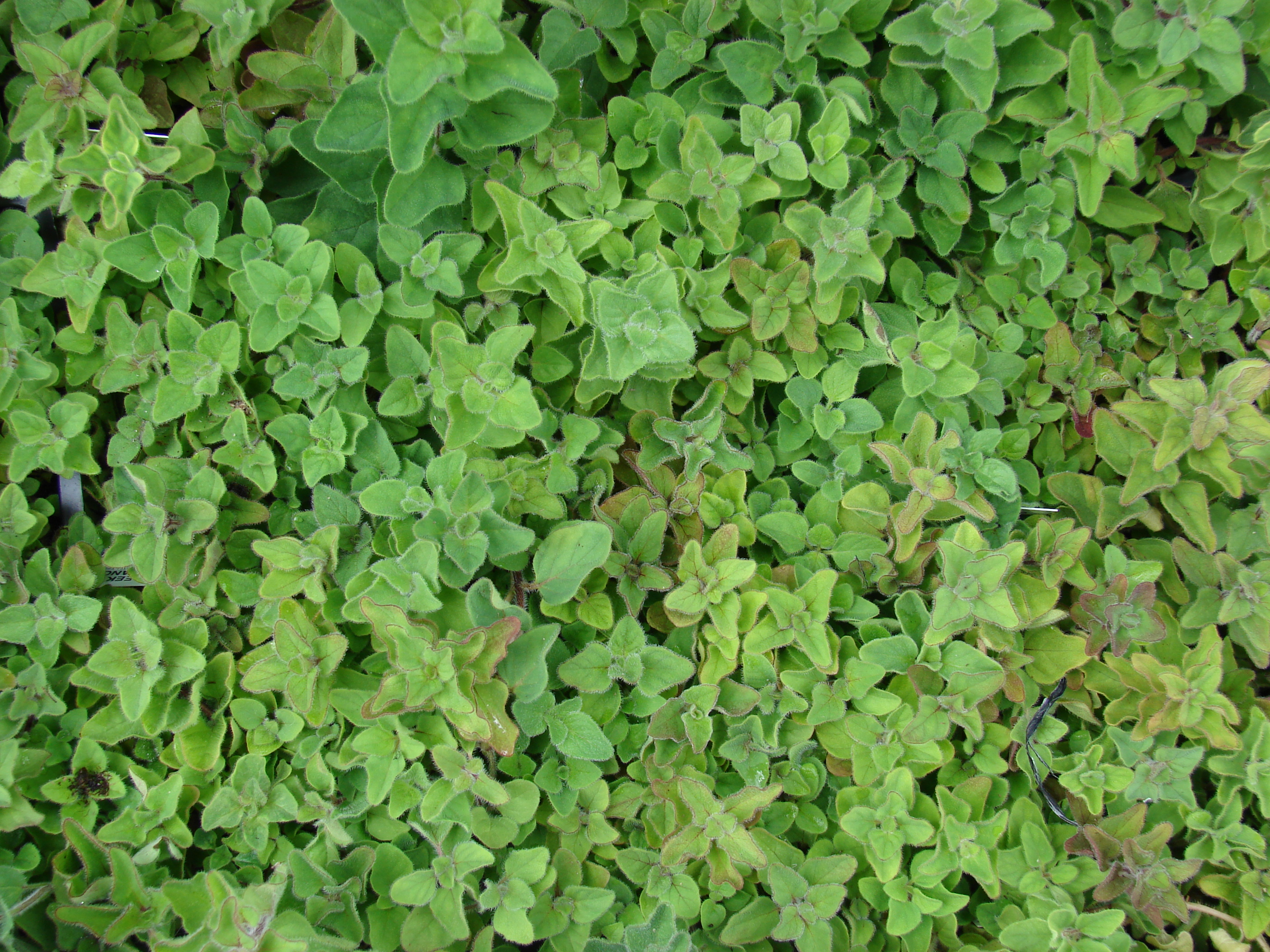 Origanum vulgare subsp. hirtum (Oregano), non-native California perennial