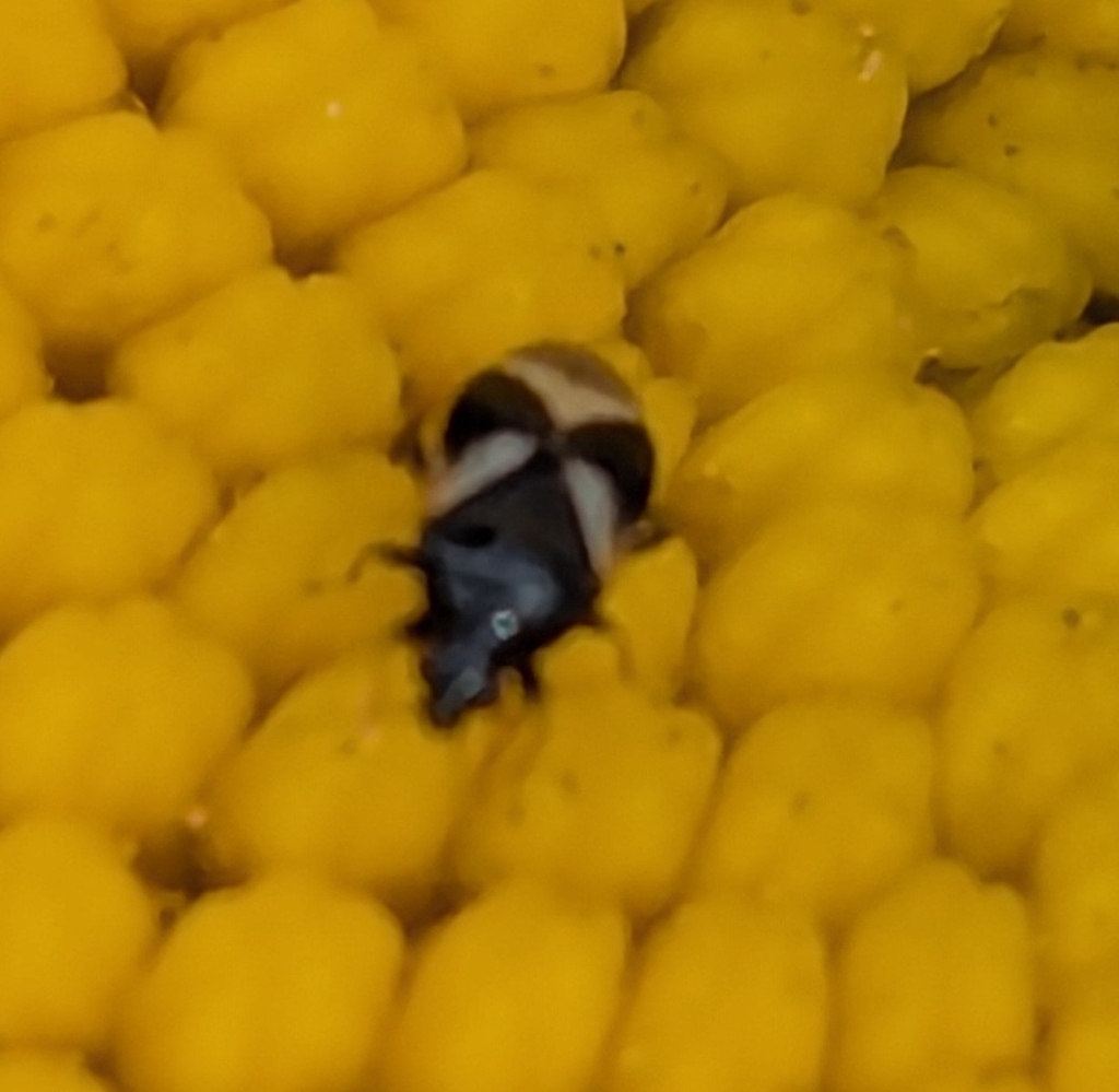 Orius tristicolor (Minute Pirate Bug), California species