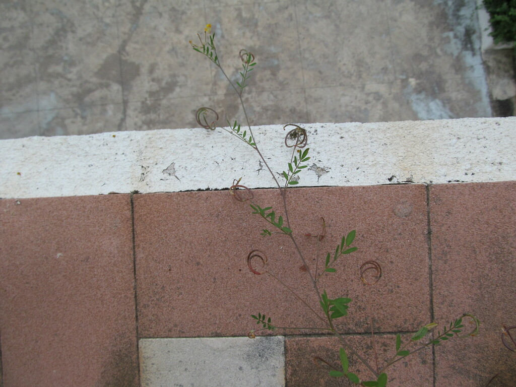 Ornithopus pinnatus (Pinnate leaved ornithopus), non-native California herb